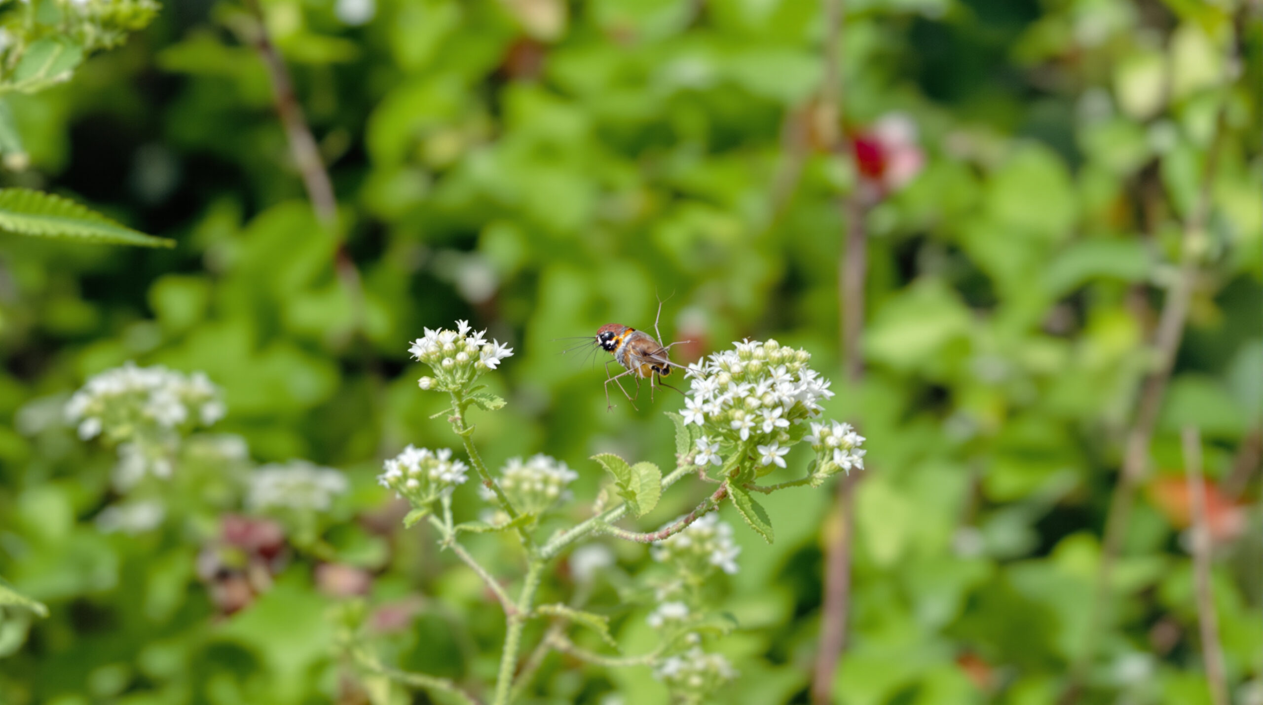 découvrez le style élégant de brigitte macron en corée avec sa veste à épaulettes, symbole de raffinement et de modernité.